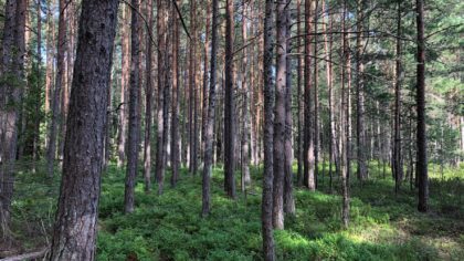 Webbinarium: Skogens skyttegravskrig – fredsmäklare sökes!